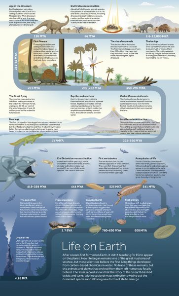 Infographic illustration: Life on Earth timeline