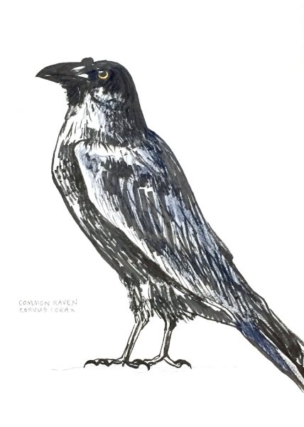Corvus Corax: Common Raven