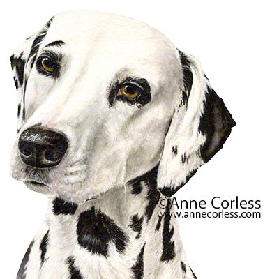 Dalmatian Dog; watercolour painting