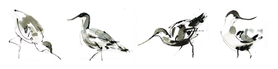 Avocet collection