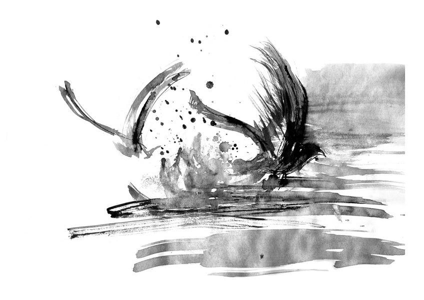 Shearwater diving