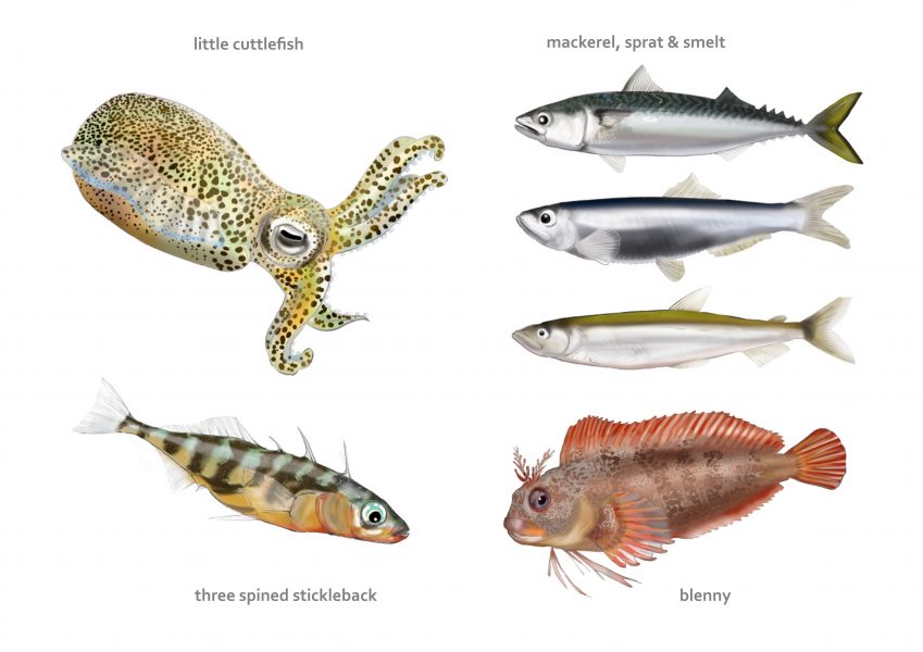 Loughs Agency Species Illustrations illustrations