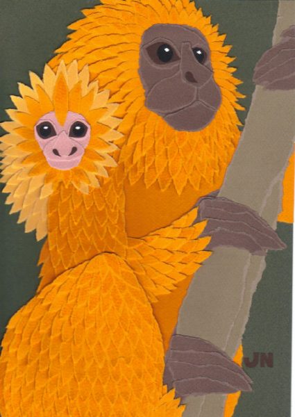 Golden Lion Tamarin Monkeys