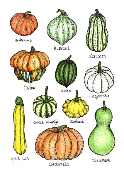 squashes