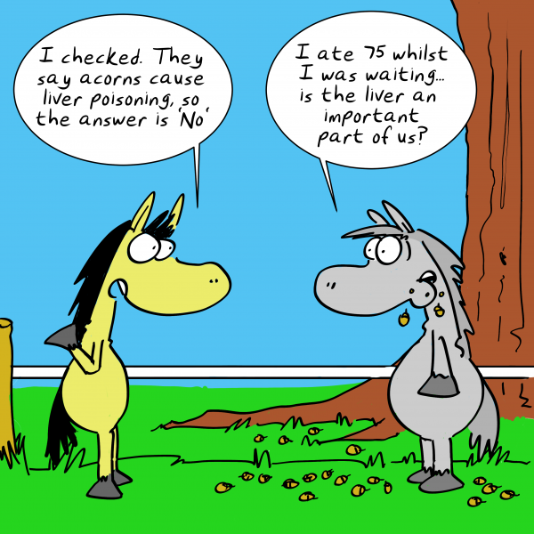 Equestrianb Cartoon 3