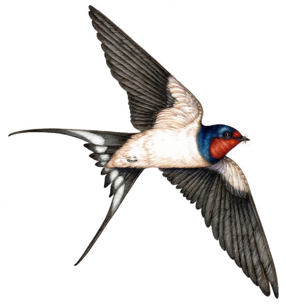 Barn Swallow Hirundo rustica from below natural history illustration by Lizzie Harper