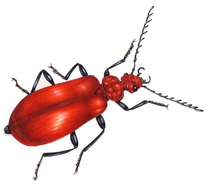 Common or Red headed Cardinal beetle Pyrochroa serraticornis