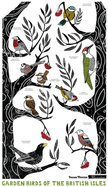 Garden Birds of the British Isles