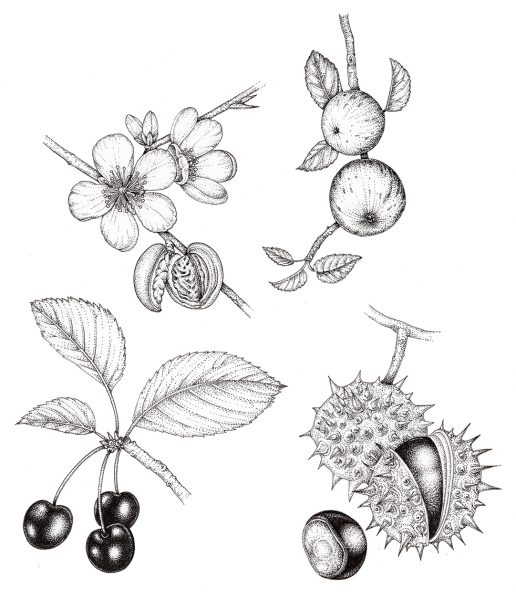 Pen and ink Botanical illustrations from The Living Wisdom of Trees
