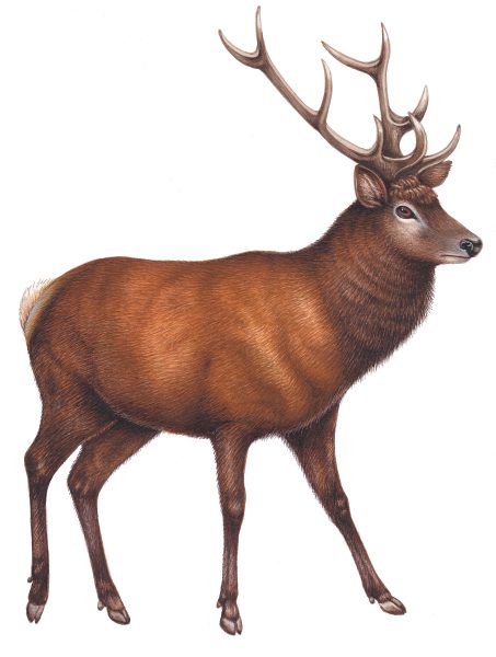 Red Deer stag Cervus elaphus