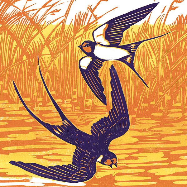Barn swallows - Above, Below and Long Ago' published by Wayland