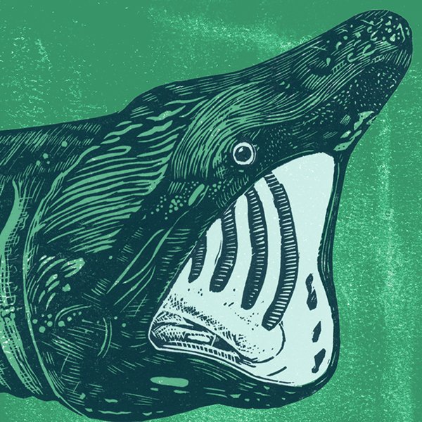 Basking Shark - Linocut detail form Above, Below and Long Ago