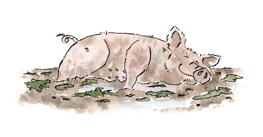 Pig In The Mud
