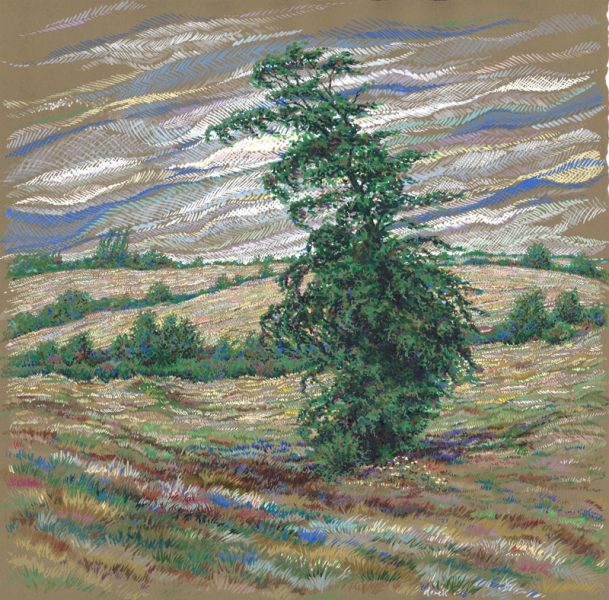 Tree In The Wind 2016