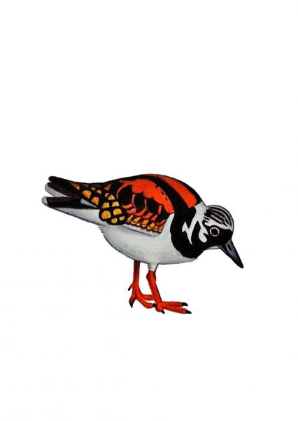 Seabirds of Eastbourne: Turnstone