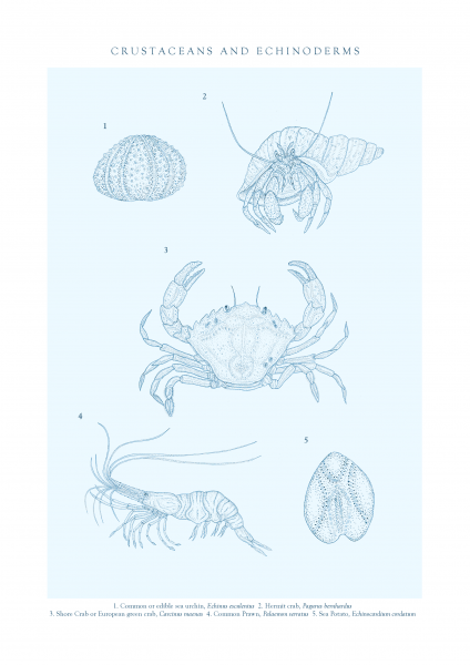 Marine Crustaceans