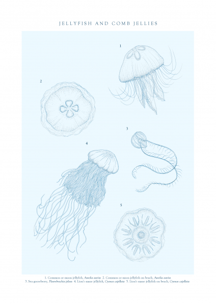Jellyfish and Comb Jellies