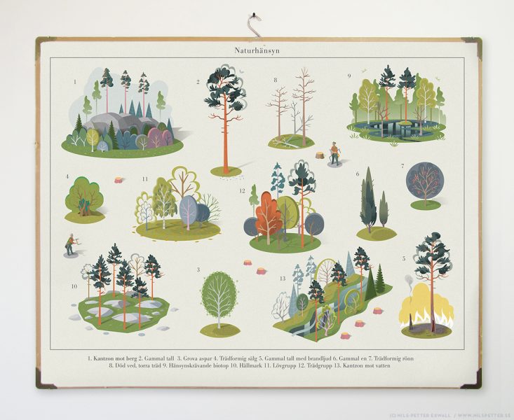 Sveaskog - sustainable forestry illustration. Forest inventory and valuable environments; what trees to leave in a felling; tree zones facing mountains, old pine trees, thick aspen, tree shaped sallow, fire damaged trees, old junipers, tree shaped rowans, dead wood, valuable biotopes like marshlands, trees on rocky land, leafy tree groups, special tree groups and tree zones facing water.