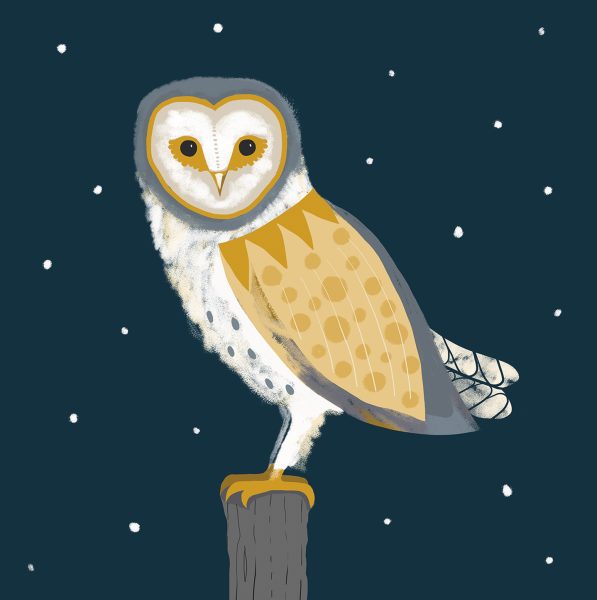 Karen-Nolan_Barn-Owl-snowy-night