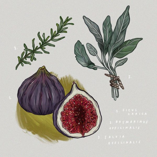 Figs & Herbs
