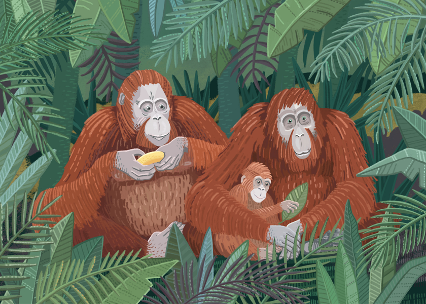 Orangutans family
