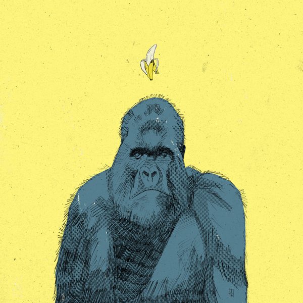 Mountain Gorilla 02