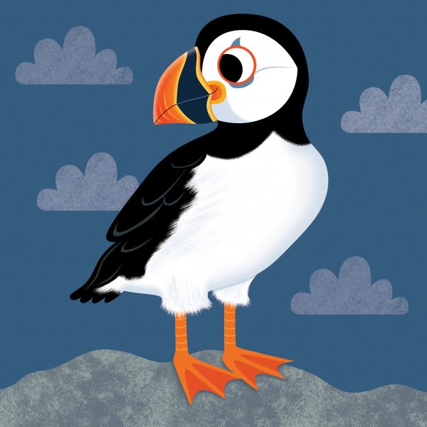 Puffin