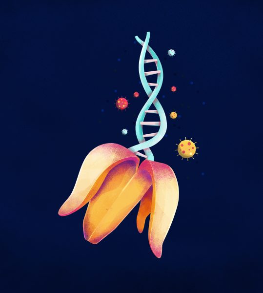 Banana DNA
