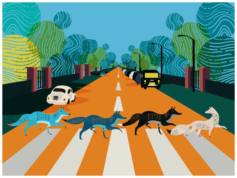 Abbey Road Foxes