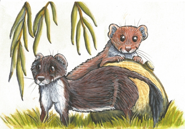 Stoat and weasel