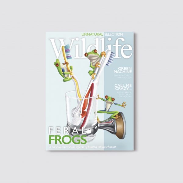 Frog Brushes Wildlife Magazine