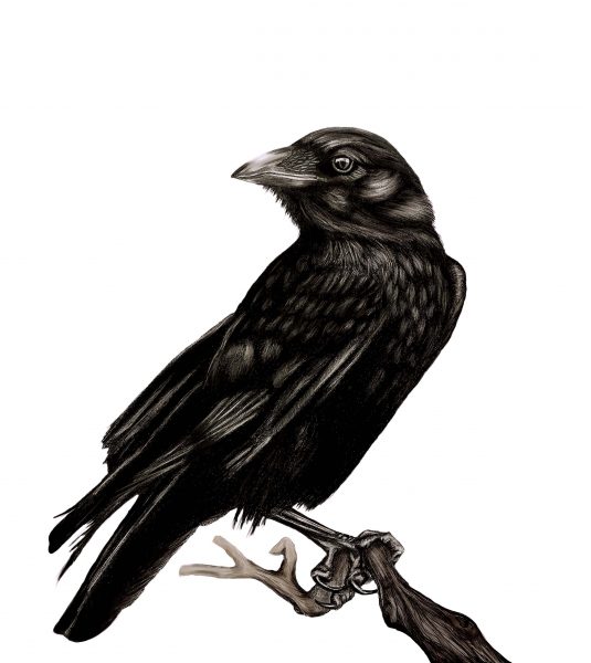 Crow #2