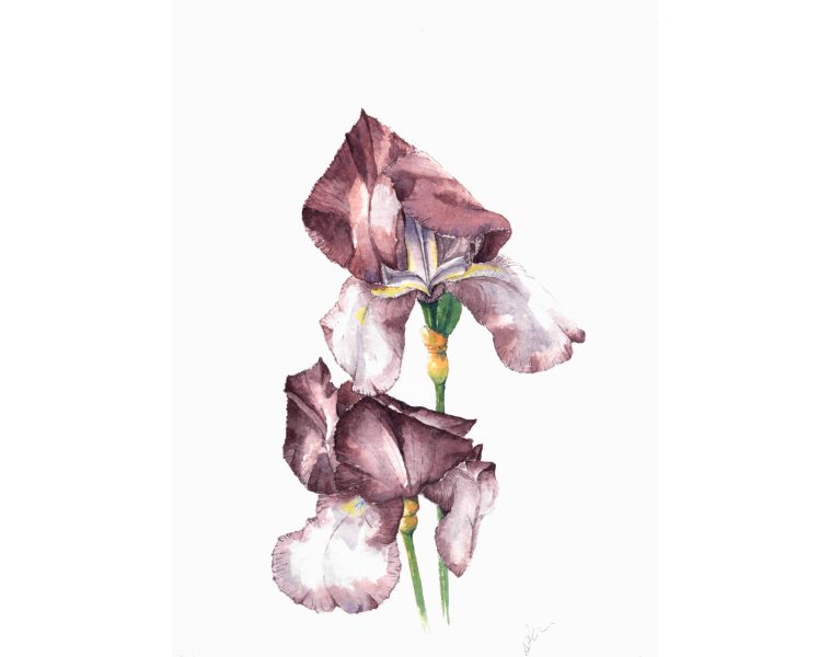 Beared iris