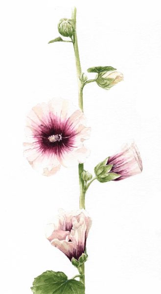 Hollyhock