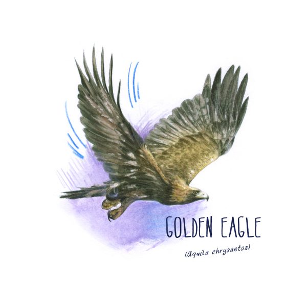Golden eagle illustration