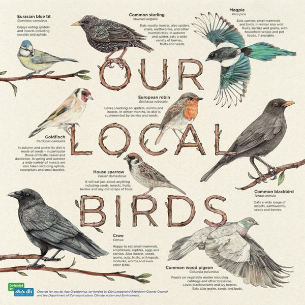 4-Aga-Grandowicz_local-birds-info-board