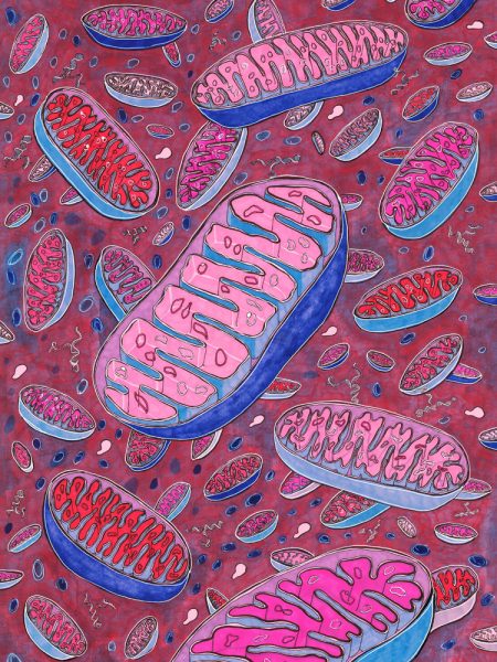 mitochondria 1000