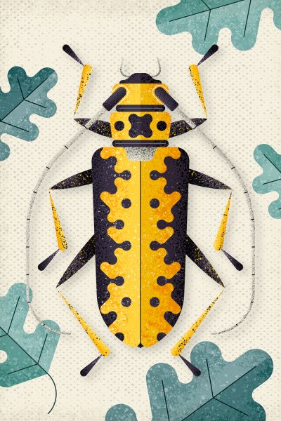 Longhornbeetle, Poster illustration