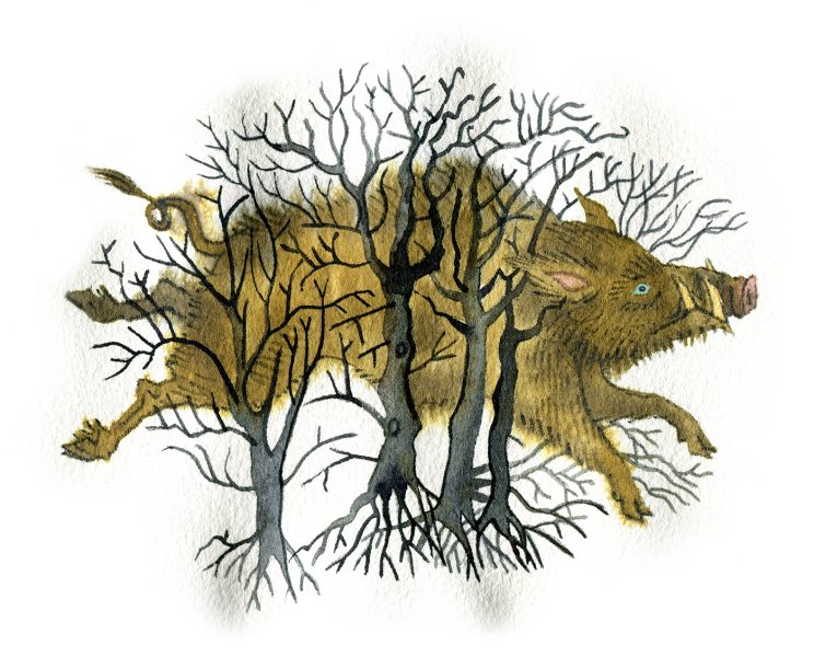 Enchanted-boar