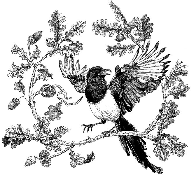 Magpie on an oak branch