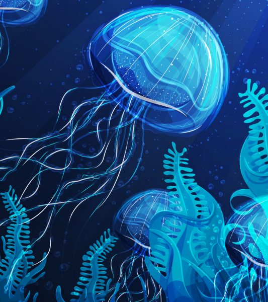 Jellyfish at night
