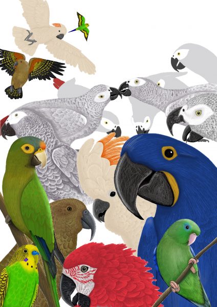 Parrots of the world