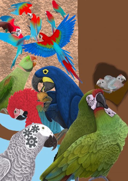Parrots of the wild