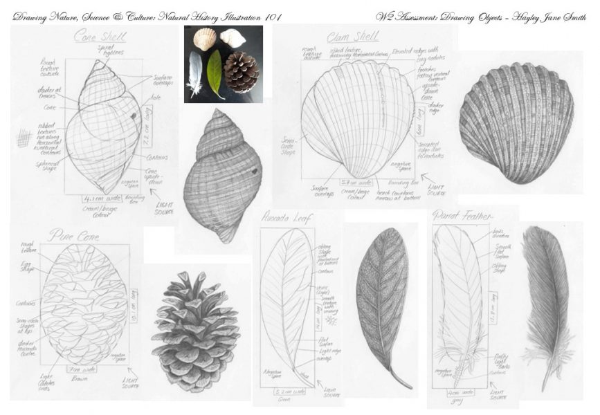 Natural object studies