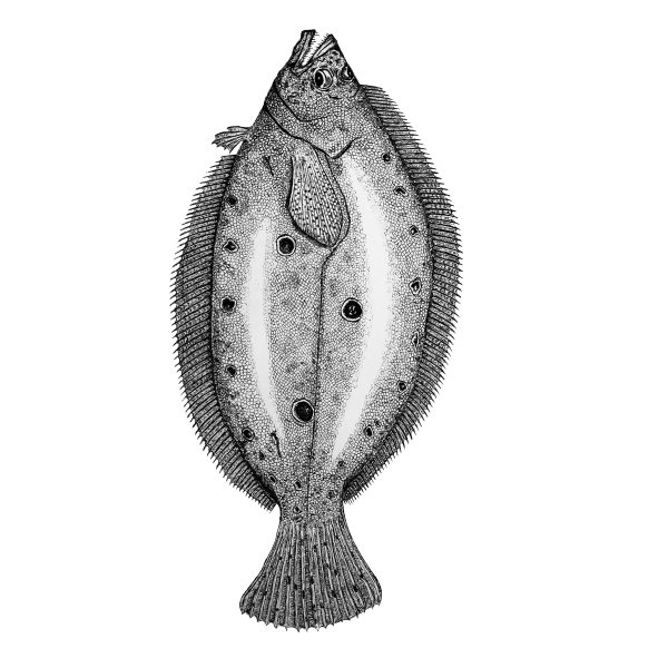 Beba Flounder