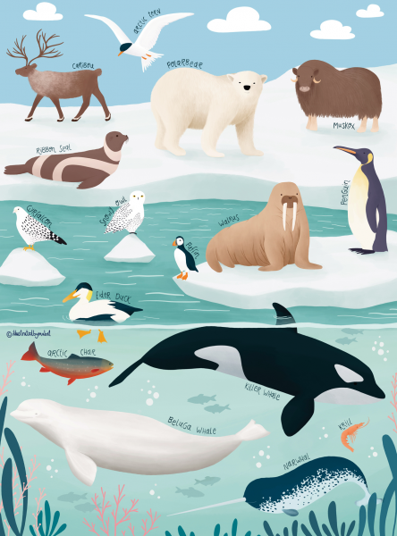 Arctic animals jigsaw