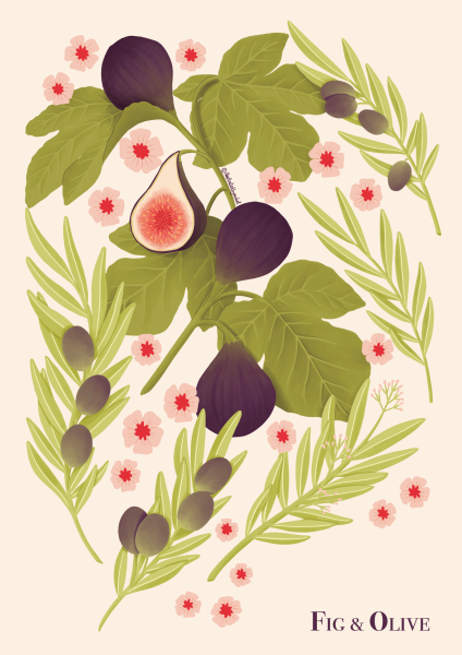 Fig and olive illustration