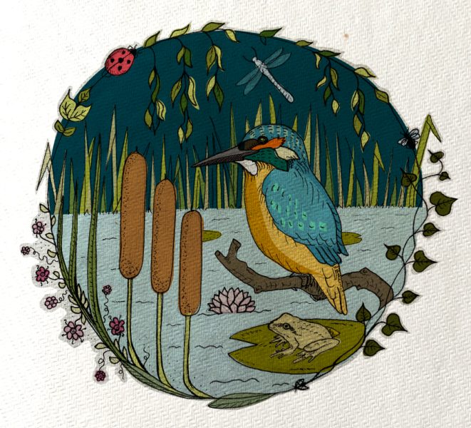 Pond-life-Illustration
