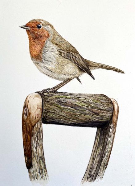 Robin
