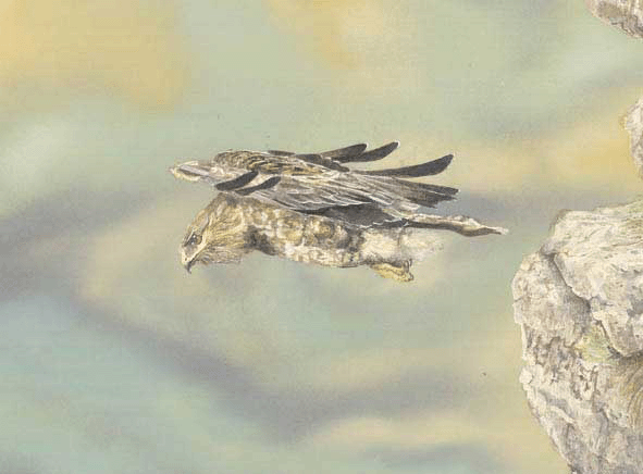 kestrel